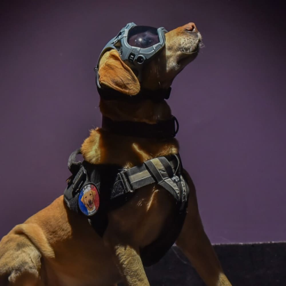 Black Friday - Wolf Grey Combo