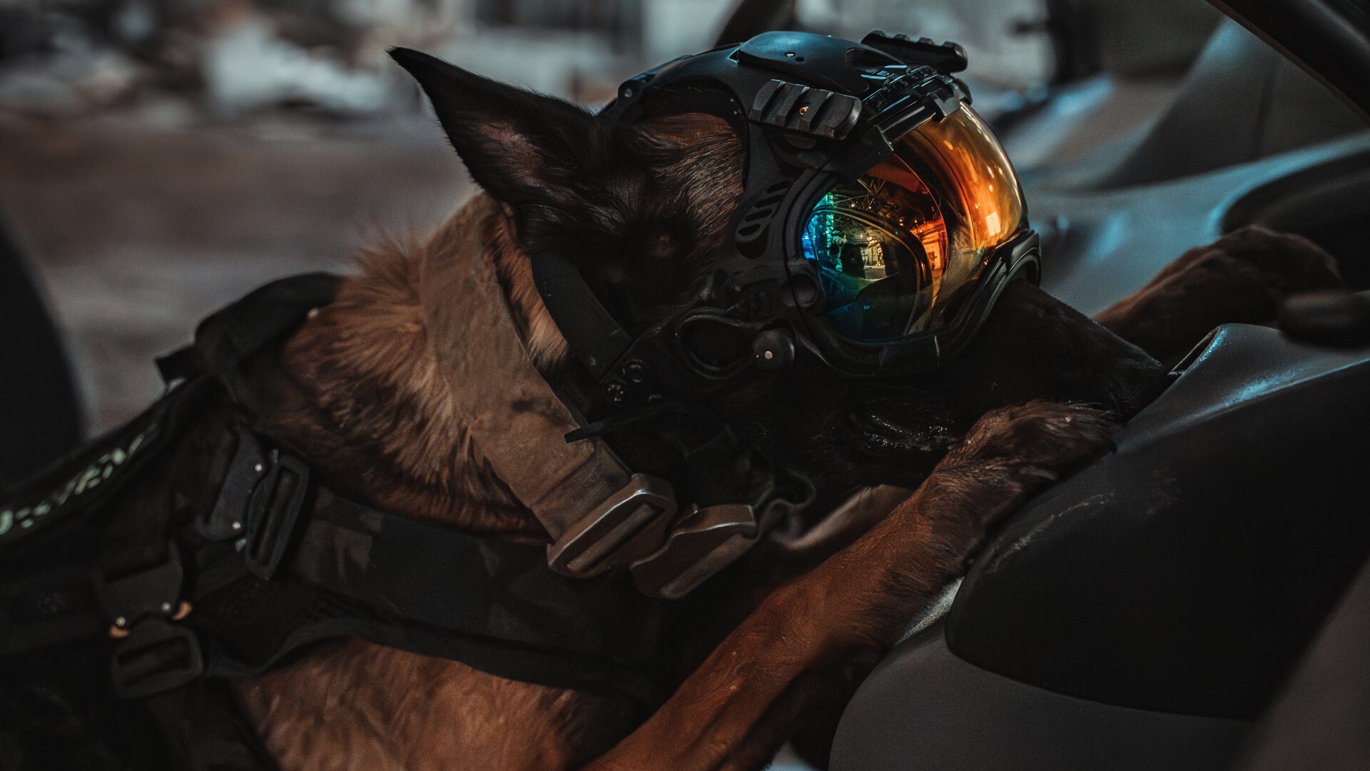 K9 Detection