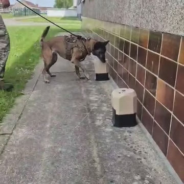 K9 Scent Tower™